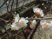 桜