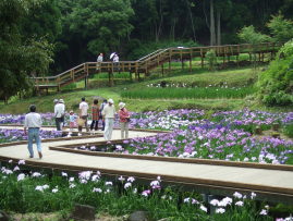 花菖蒲