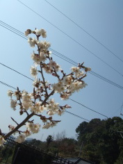 桜