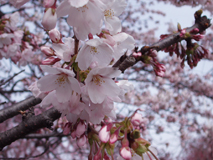 榴ケ岡公園ソメイヨシノ