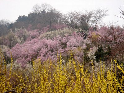 花見山