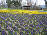 まんのう花畑