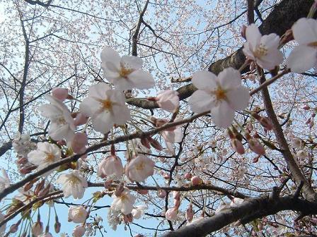 あっぷなさくら