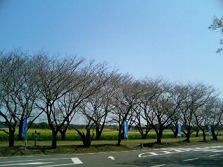 西都原古墳群の桜と菜の花