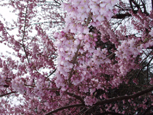 フルスタ桜５分咲き2