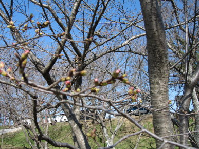 桜のつぼみ