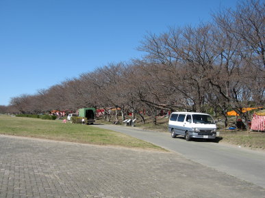 宮川堤防の桜