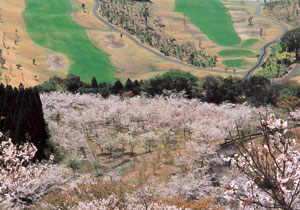 花立公園（北郷町）