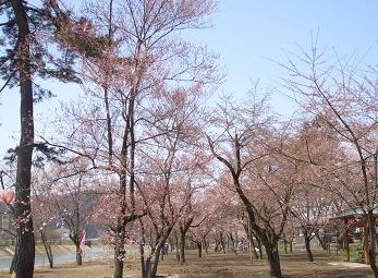 桜野公園