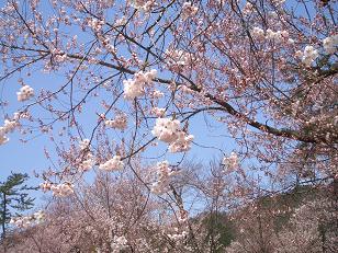 桜野公園のさくら