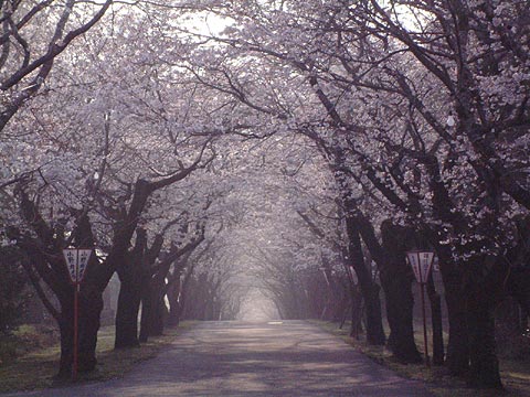 母智丘公園（都城市）