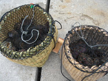 収獲したあわび