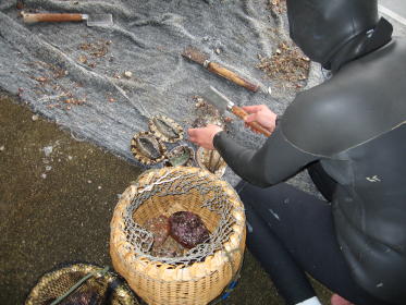 あわびのお掃除