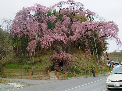 地蔵桜