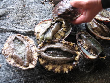 きれいになったあわびたち