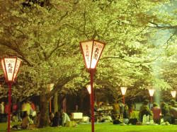 母智丘公園夜桜