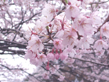 木の家の桜アップ