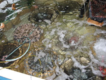 漁協に集められたあわび
