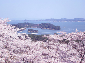 西行戻しの松の桜
