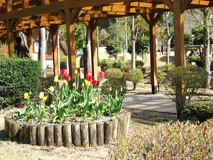 津山もくもくランドのチューリップ