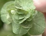 21つ葉クローバー