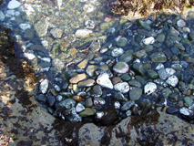 岩井崎の澄んだ海水