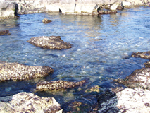 岩井崎の澄んだ海水2