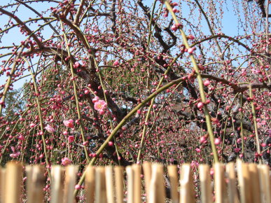 今見ごろしだれ梅