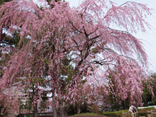 榴ケ岡公園枝垂桜.jpg