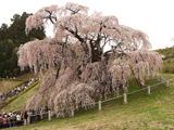 三春の滝桜