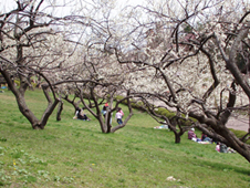 榴ケ岡公園梅林で寛ぐ人々.jpg