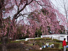 榴ケ岡公園枝垂桜2.jpg