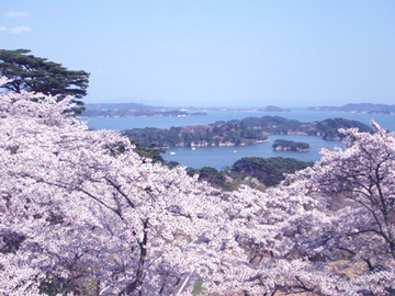西行戻しの松の桜2