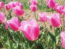 米山のチューリップ