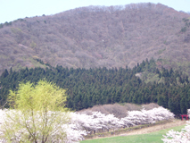 薬來山と満開の桜