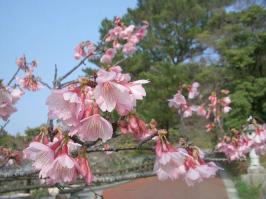 名護城桜