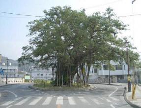 ひんぷんがじゅまる