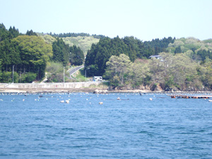緑の真珠気仙沼大島