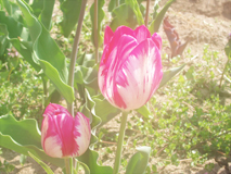 米山のチューリップ