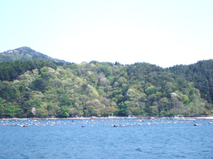 緑の真珠気仙沼大島2