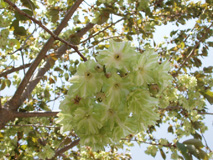 緑の桜3