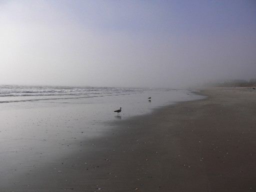 Mt Maunganui TORISAN