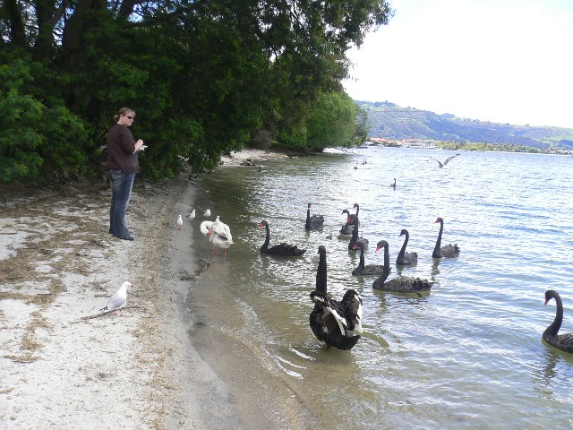 Lake Rotorua4.jpg