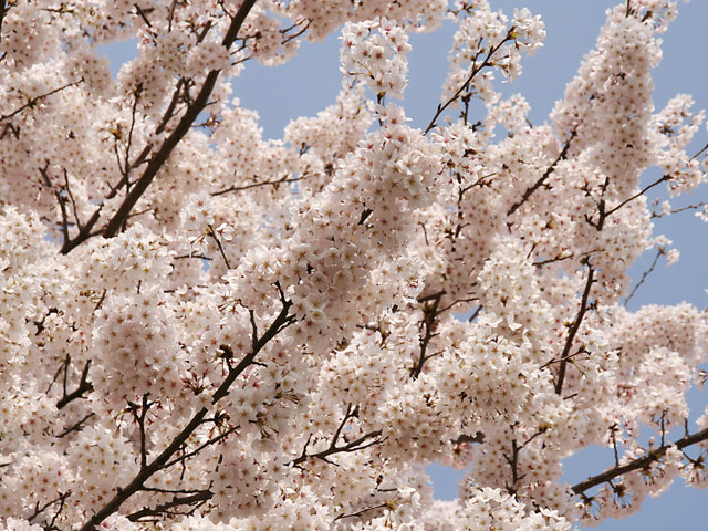 sakura