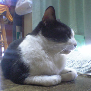 猫香箱