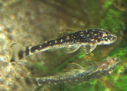 金色スポットオトシン