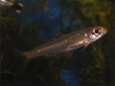 ch_piabacius_3.jpg