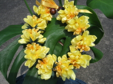 Yellow Mum Lei