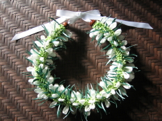 Crocus Lei White　
