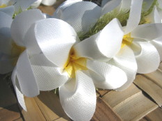 Original Plumeria Lei